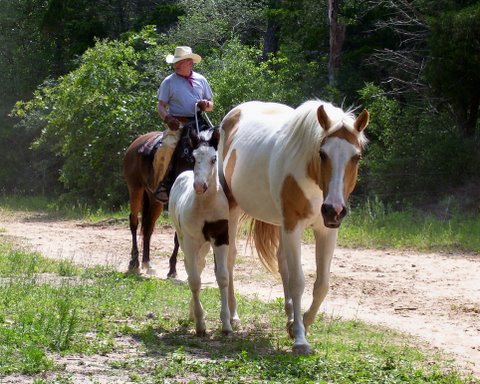2007 stud colt