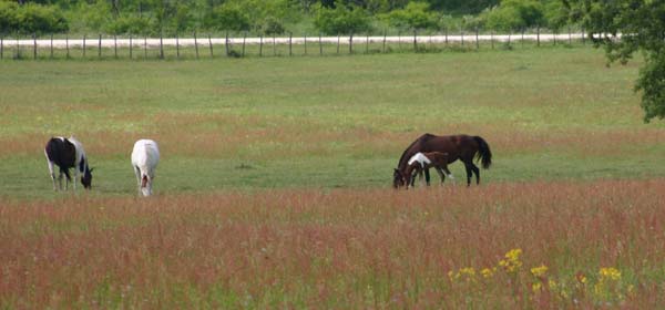 HFF pasture