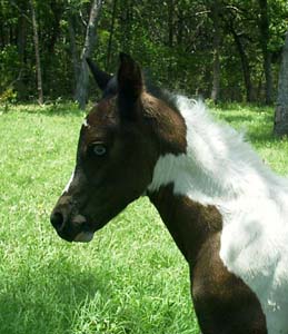 2005 foal Tia
